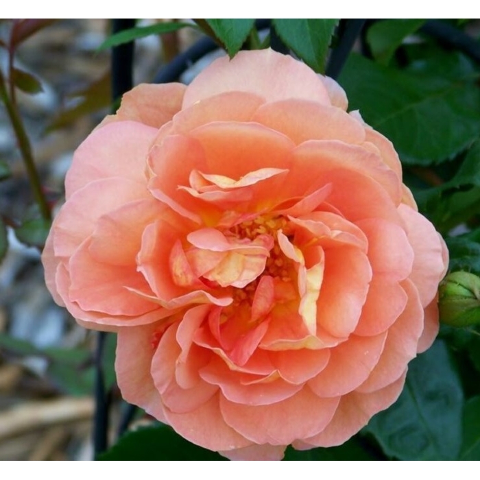 Ruža ?ajová - Rosa hybrida ´Orange Beauty´