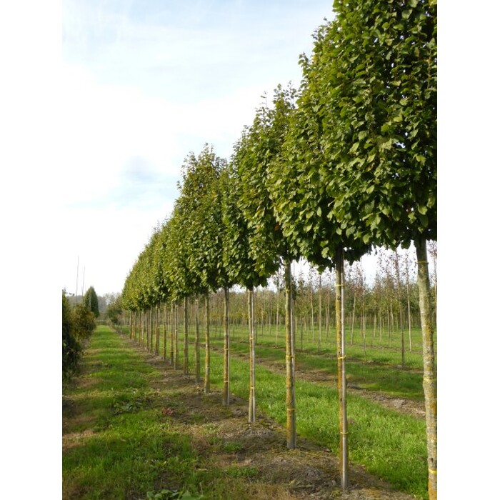 Hrab obyčajný - Carpinus betulus ´Lucas´ Co25L 6/8 - vysokokmeň