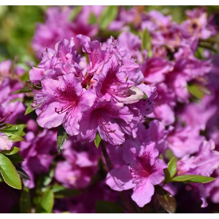 Azalka japonská - Azalea japonica  'Melina'  Co2.5L 20/30