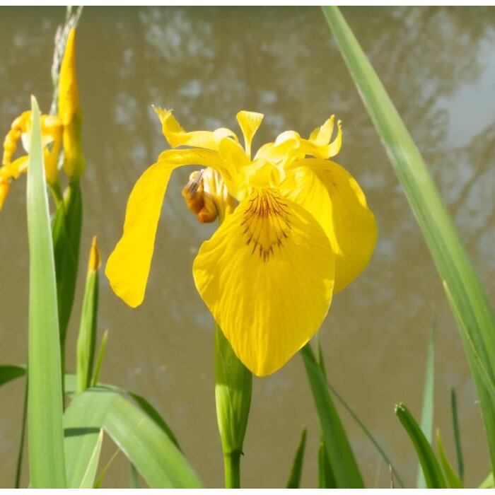 Kosatec žltý - Iris pseudacorus