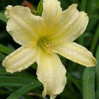 ?aliovka - Hemerocallis ´Cream Drop´