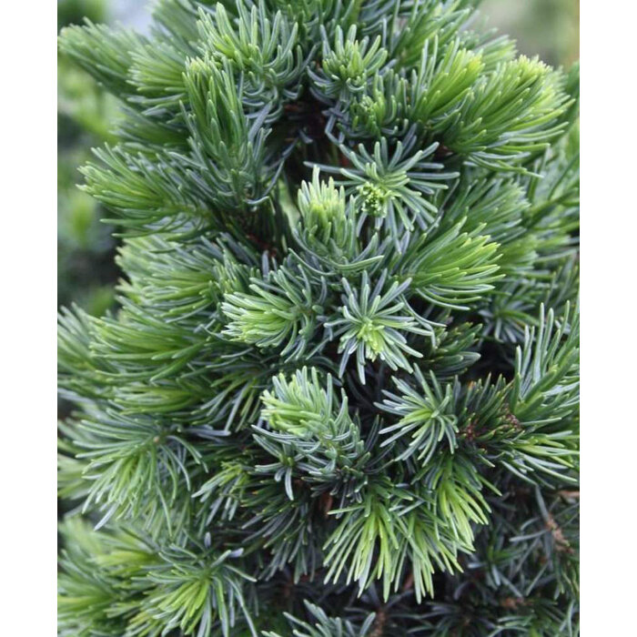 Smrek omorikový-balkánsky - Picea omorika ´Wodan´- 20/30cm