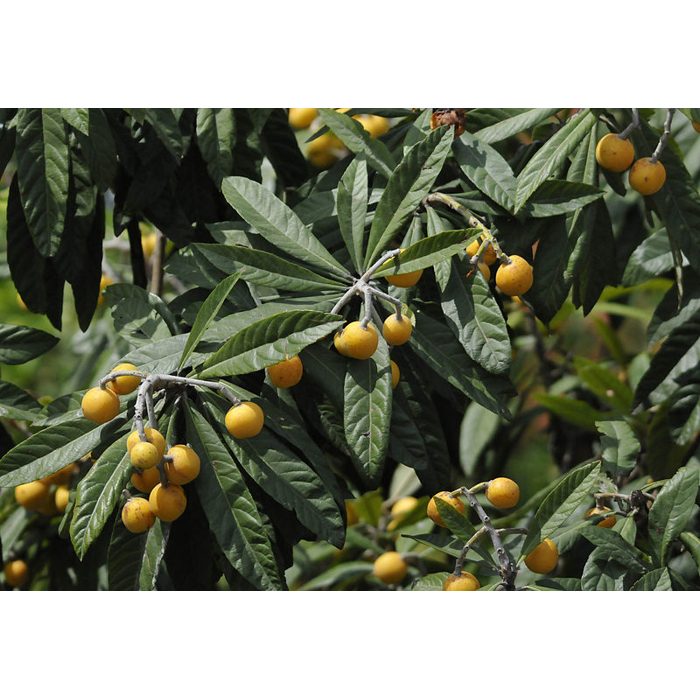 Eriobotrya japonica - Mišpuľa japonská Co18L 60/80