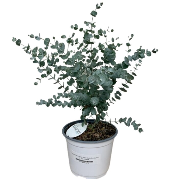 Eucalyptus cinerea – Strieborný austrálsky akcent s nezameniteľnou vôňou