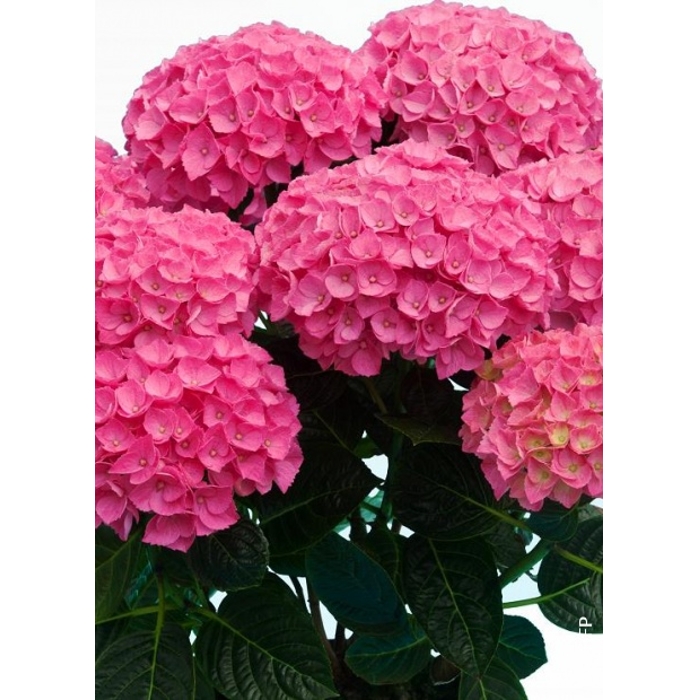 Hortenzia kalinolistá - Hydrangea macrophylla - tmavo ružová