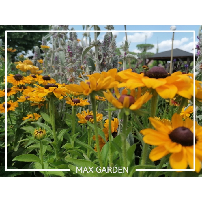 Rudbekia žiarivá  - Rudbeckia fulgida ´Little Goldstar´