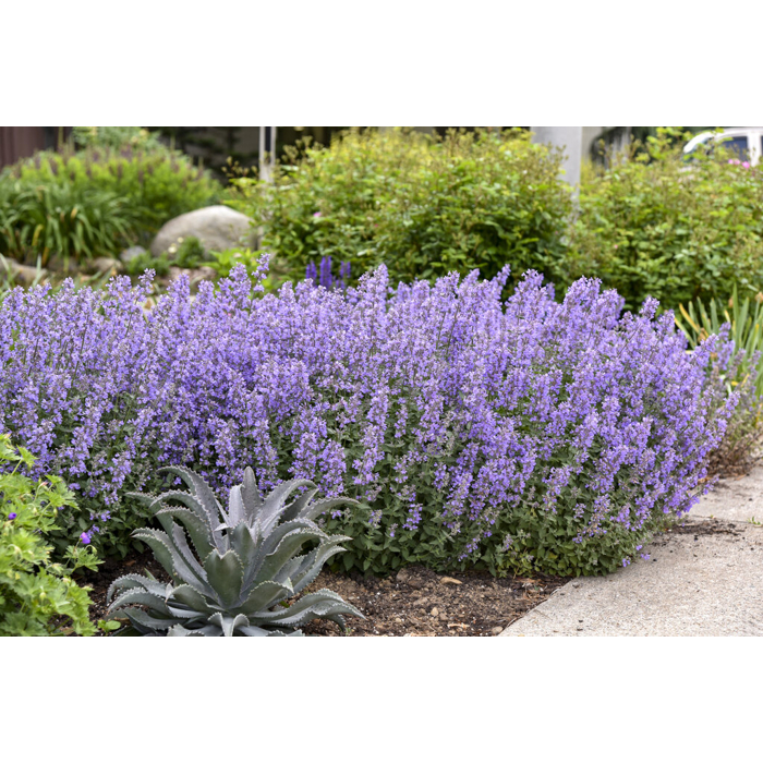 Nepeta faassenii 'Kit Cat´