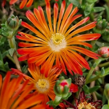 Delosperma cooperi ´Orange Vibe´