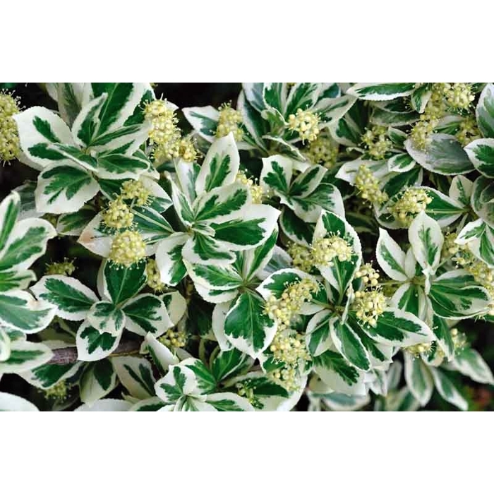 Bršlen - Euonymus fortunei ´Emerald Gaiety´ - 15/20cm