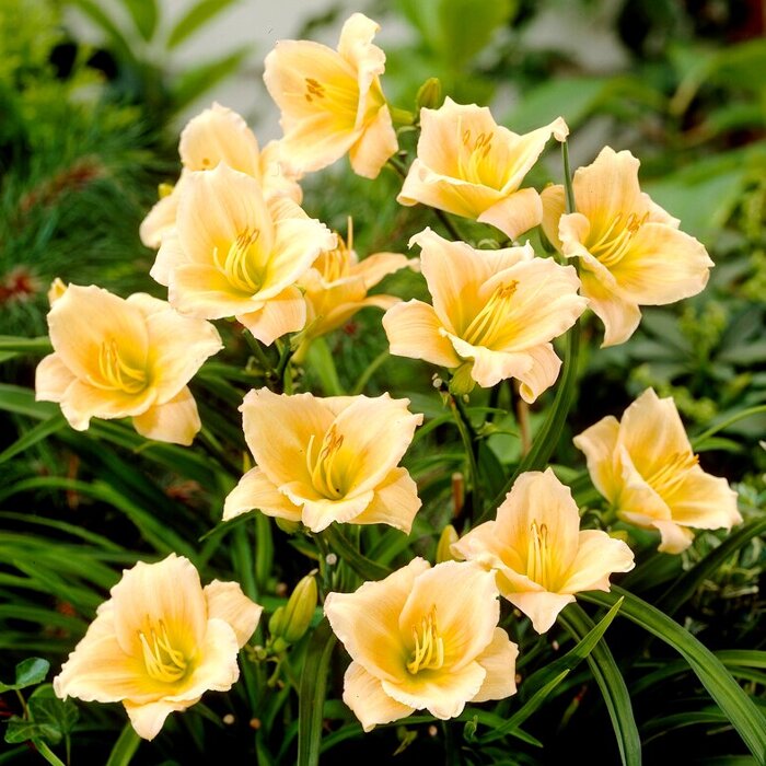 ?aliovka – Hemerocallis ´Mini Pearl´