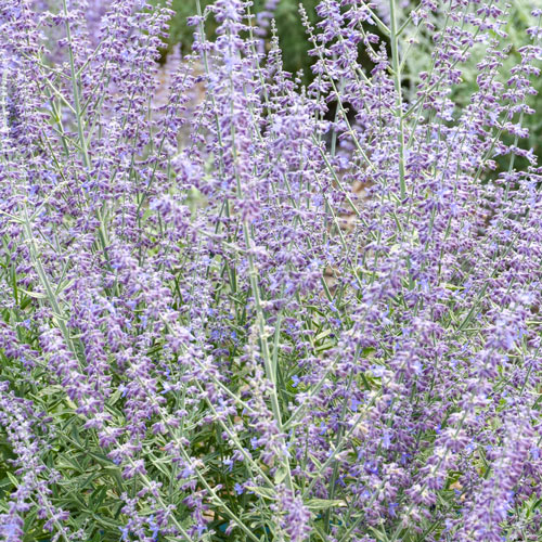 Perovskia atriplicifolia ´Prime Time´