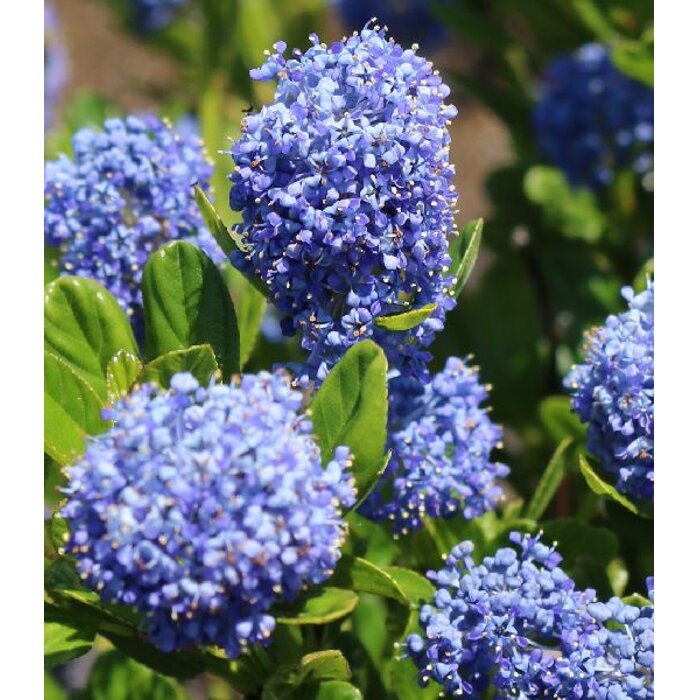 Ceanothus impressus ‘Victoria’ - 30/40cm