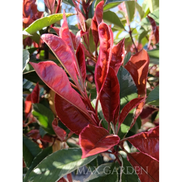 ?ervienka, Fotínia pink marble - Photinia ´Pink Marble´ - 30/40cm