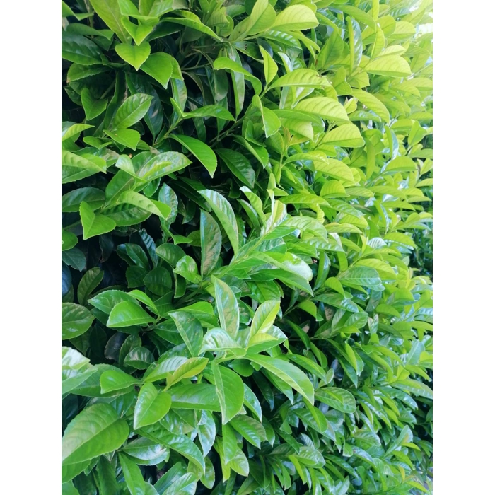 Vavrínovec lekársky - Prunus laurocerasus ´Novita´ - 50/60cm