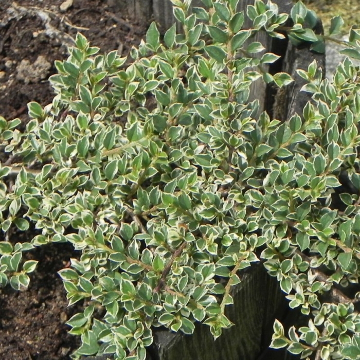 Skalník rozprestretý - Cotoneaster horizontalis ´Variegata´ - na 90cm kmienku