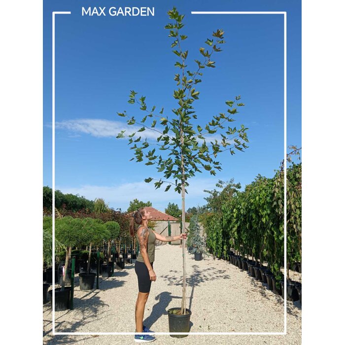 Platan javorolistý - Platanus x acerifolia - 400+ cm - vysokokme?, 8/10