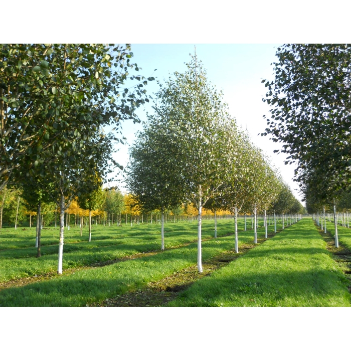 Betula utilis ´Jacquemontii´ - 500+cm, 8/10