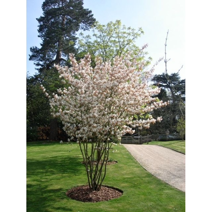 Muchovník lamarckov - Amelanchier lamarckii -150/170cm