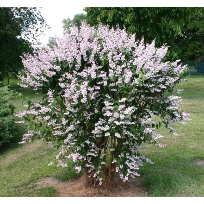 Trojpuk drsný - Deutzia scabra 'Plena'