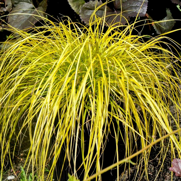 Ostrica ošimenská - Carex oshimensis 'Everillo'