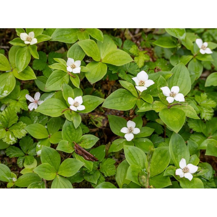 Drie? kanadský - Cornus canadensis' - 20/30cm