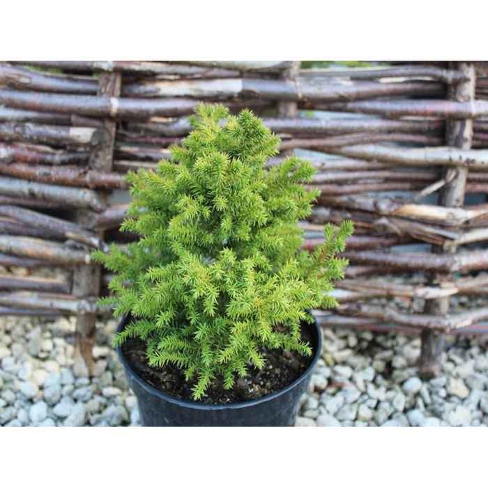 Kryptoméria japonská  - Cryptomeria japonica ''Vilmoriniana'' 10/15