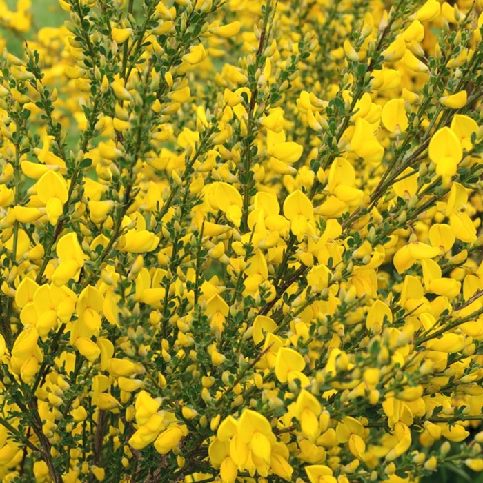 Zanovä? - Cytisus praecox  'Luna ' - 30/40cm