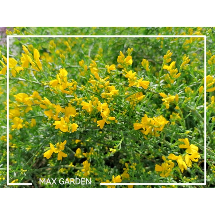 Kru?inka lýdijská - Genista lydia -  20/30cm