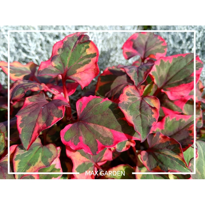 Hutónia malolistá - Houttuynia cordata  P9