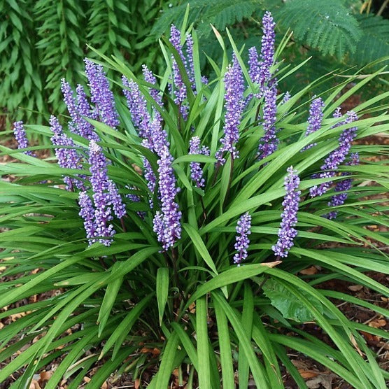 Liriope muscari 'Moneymaker'
