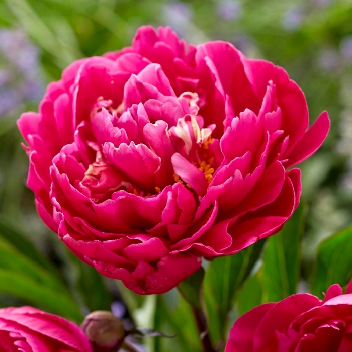 Pivonka ?ínska - Paeonia lactiflora 'Kansas'