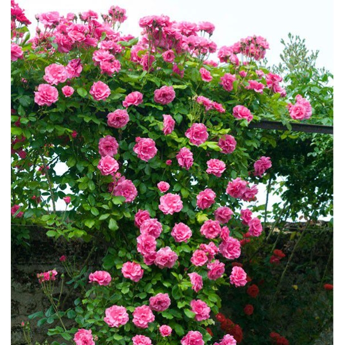 Ruža popínavá - Rosa ´Pink Cloud´ - sv.ružová Co4L