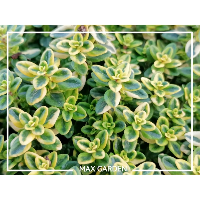 Materína dúška citrónová - Thymus citriodorus  'Lady D.' P14