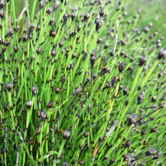 Prasli?ka - Equisetum scirpoides