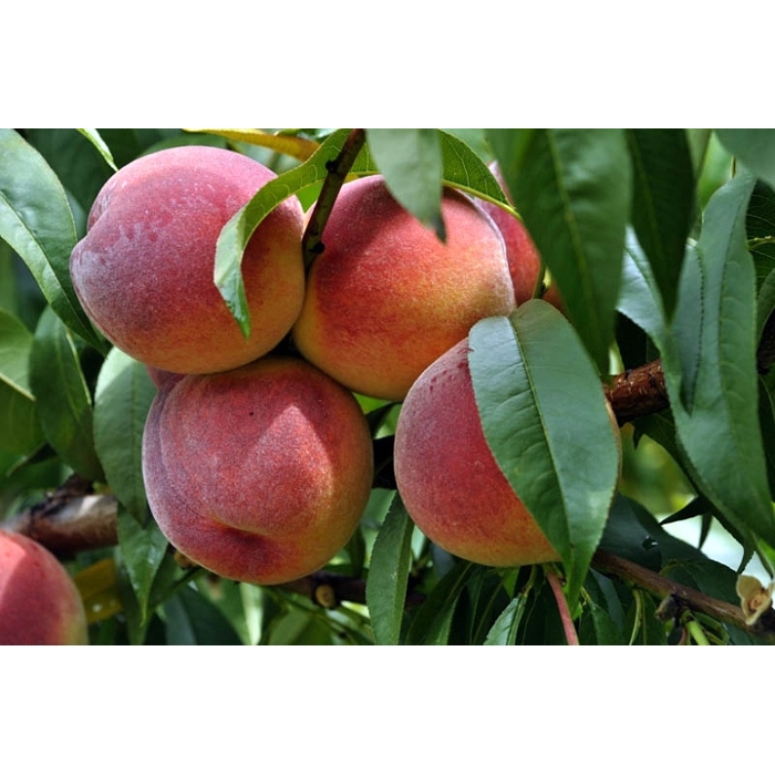 Broskyňa -  Prunus persica 'Redhaven' - stredne skorá