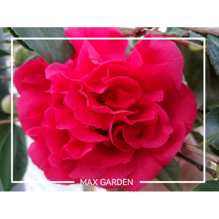 Kamélia Japonská  - Camellia japonica ´Lady Campbell´ - 30/40cm