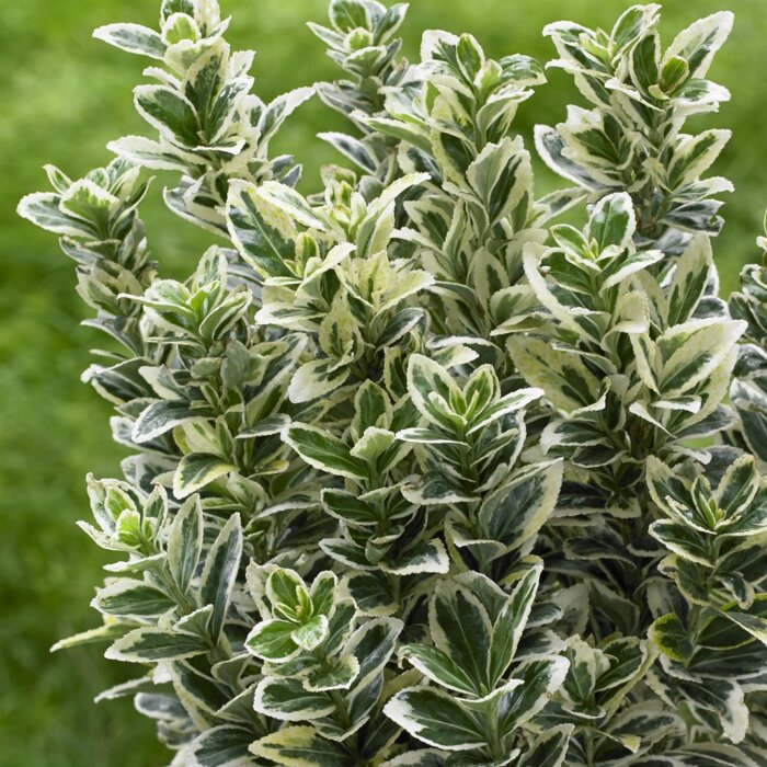 Bršlen japonský  - Euonymus japonicus  'White Spire'® - 20/30cm