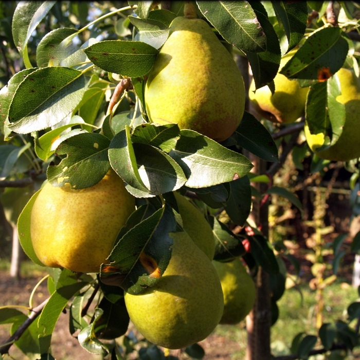 Hruška jesenná - Pyrus communis 'Lucasova' - zimná