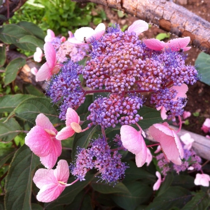 Hortenzia drsná - Hydrangea aspera ´Hot Chocolate´ - 20/30cm