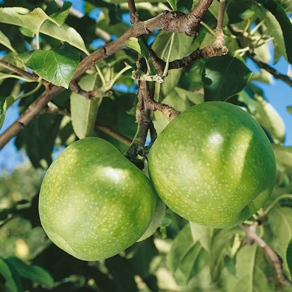 Jablo? zimná - Malus domestica 'Granny Smith' - zimná