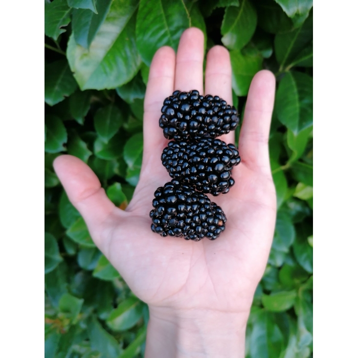 Ostružina ?ernicová - Rubus fruticosus  'Thornfree' 40+cm