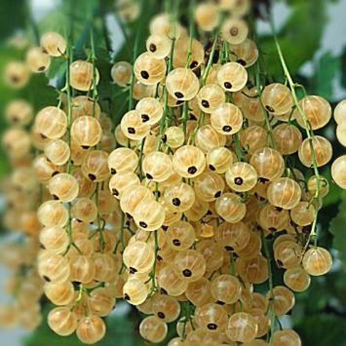 Ríbezľa biela - Ribes rubrum 'Werdavia' 30/40