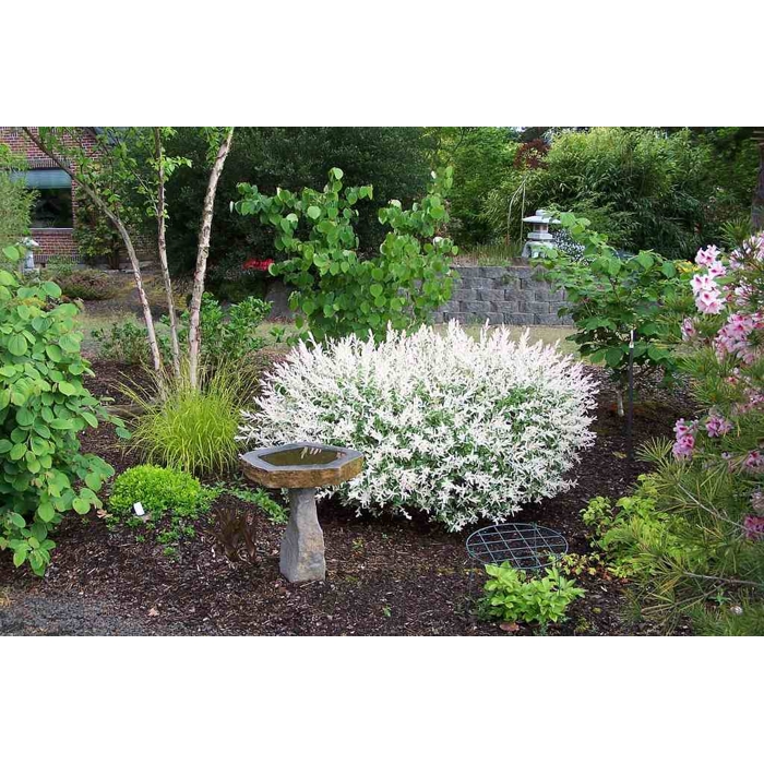 V?ba japonská - Salix integra 'Hakuro Nishiki' - 20/30cm