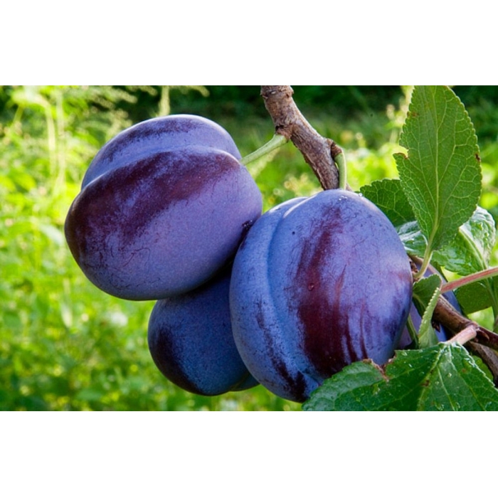 Slivka ´Čačanská lepotica´- skorá Co7.5L