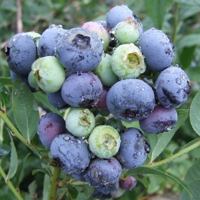 ?u?oriedka ´Darrow´ - Vaccinium ´Darrow´ - 30/40cm