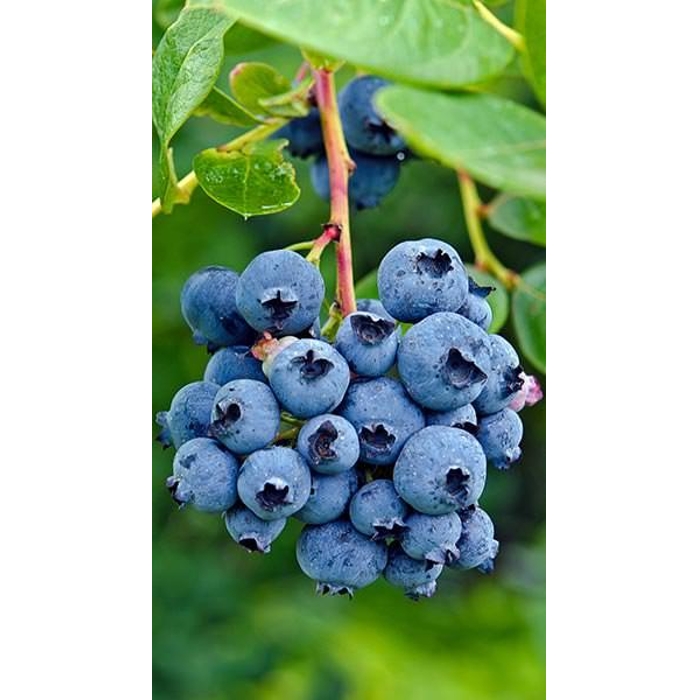 Kanadská ?u?oriedka - Vaccinium corymbosum ´Goldtraube 71´- 40/60cm