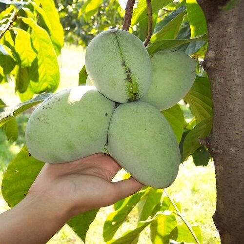 Asimina triloba – Indiánsky banán Pawpaw | Exotické ovocie pre vašu záhradu