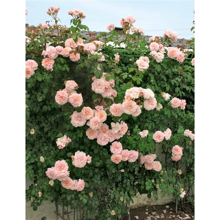 Ruža popínavá - bl.ružová - Rosa ´Andre Le Notre´- 140/200cm