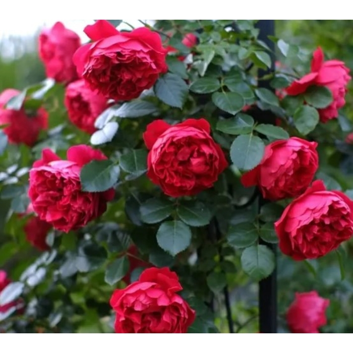 Ruža popínavá - Rosa ´DEEP LOVE´ - 140/200cm
