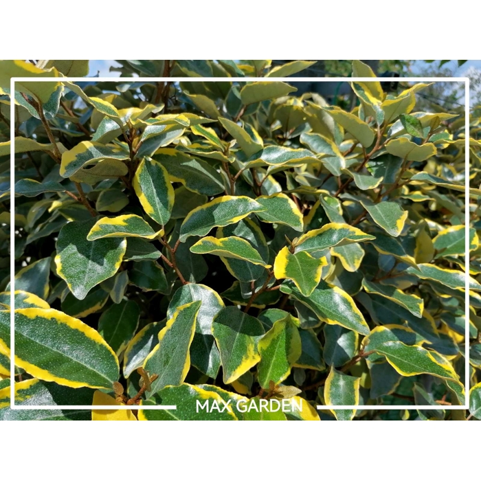 Hlošina ebbingeova - Elaeagnus x ebbingei ´Viveleg´ - 50/70cm